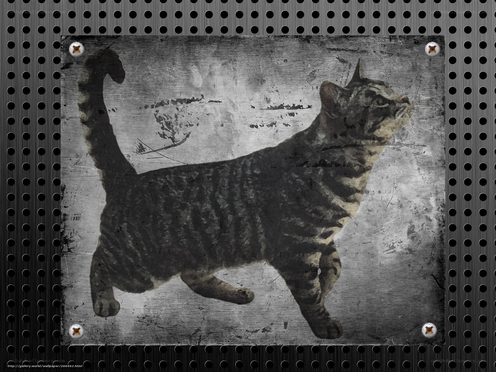 grungy cat on metal plate