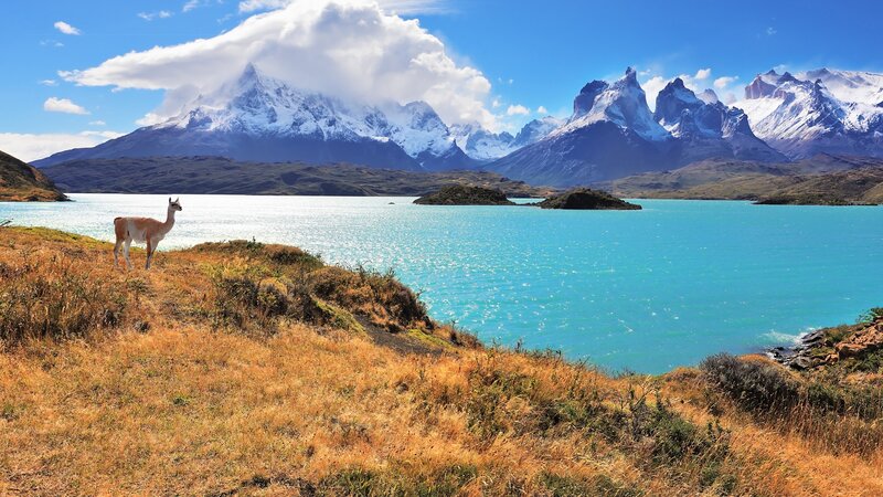 Guanaco by Lake