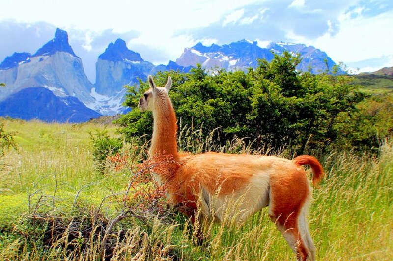 Guanaco in Grassland