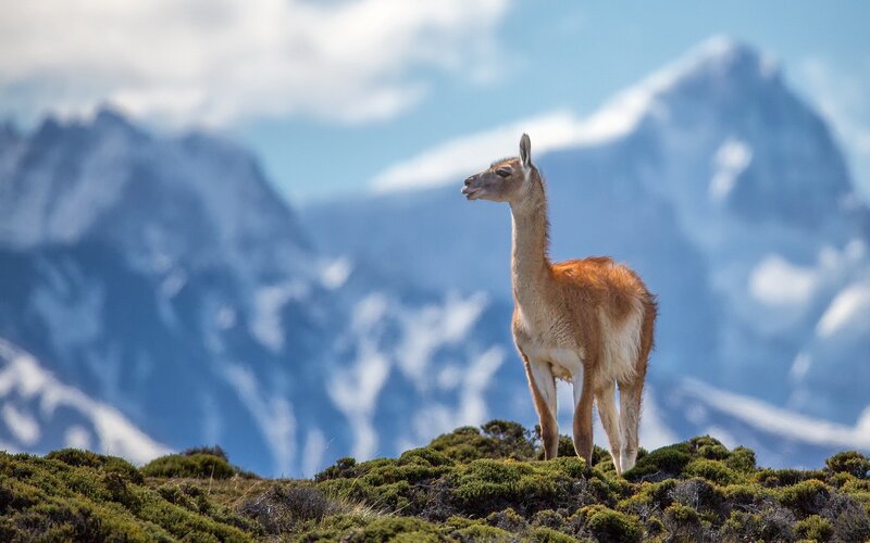 Guanaco in Mountains — Blue