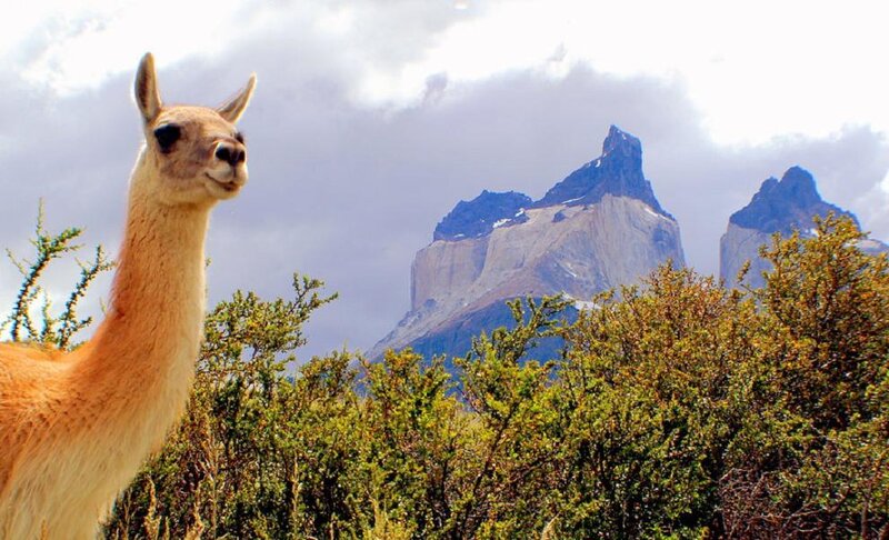Guanaco in Mountains