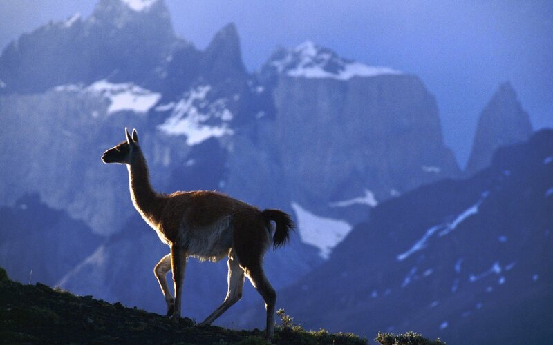 Guanaco on Mountain