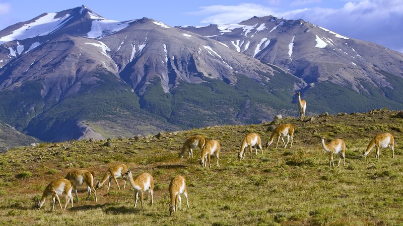 Guanacos grazing in mountains