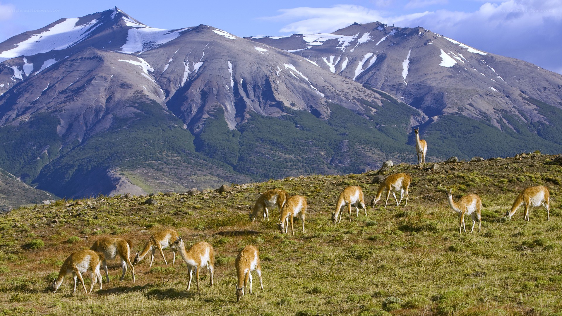 Guanacos grazing in mountains