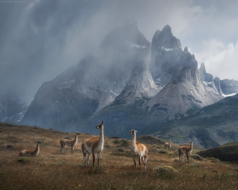 Guanacos in Mountains
