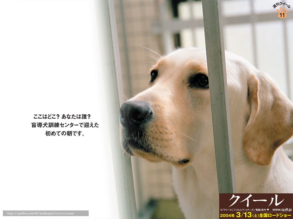 Guide Dog Puppy at Training Center
