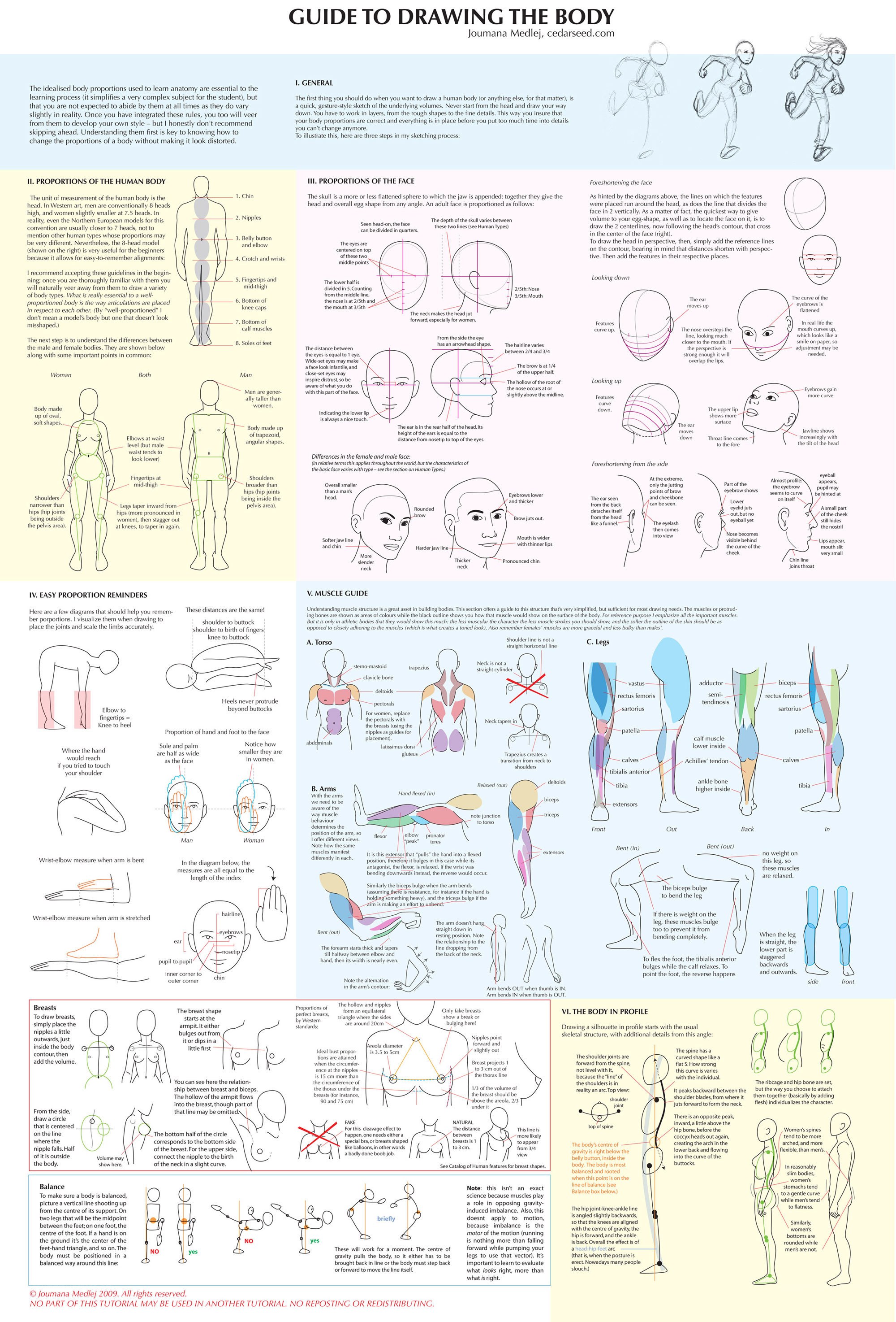 Guide to Drawing the Body