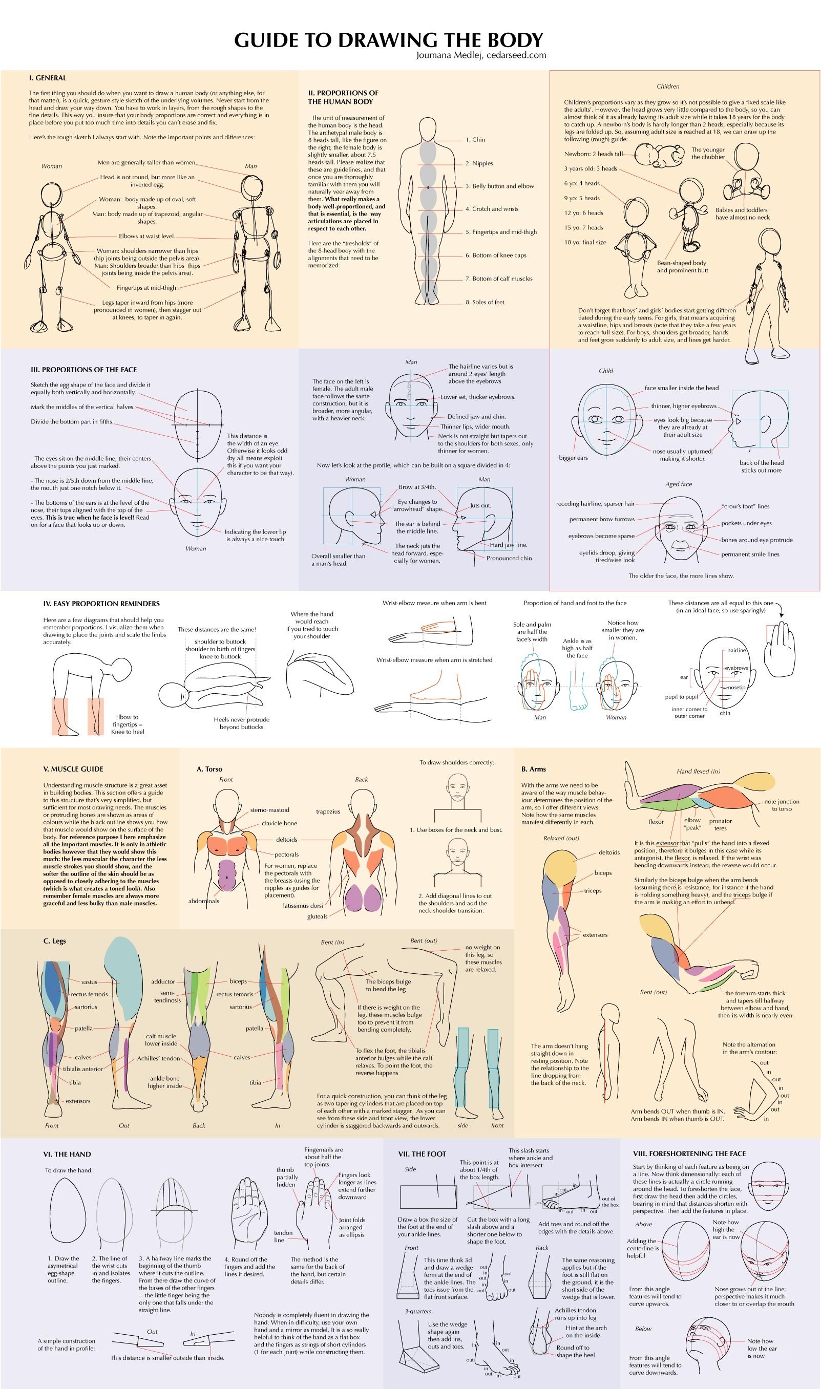 Guide to Drawing the Human Body