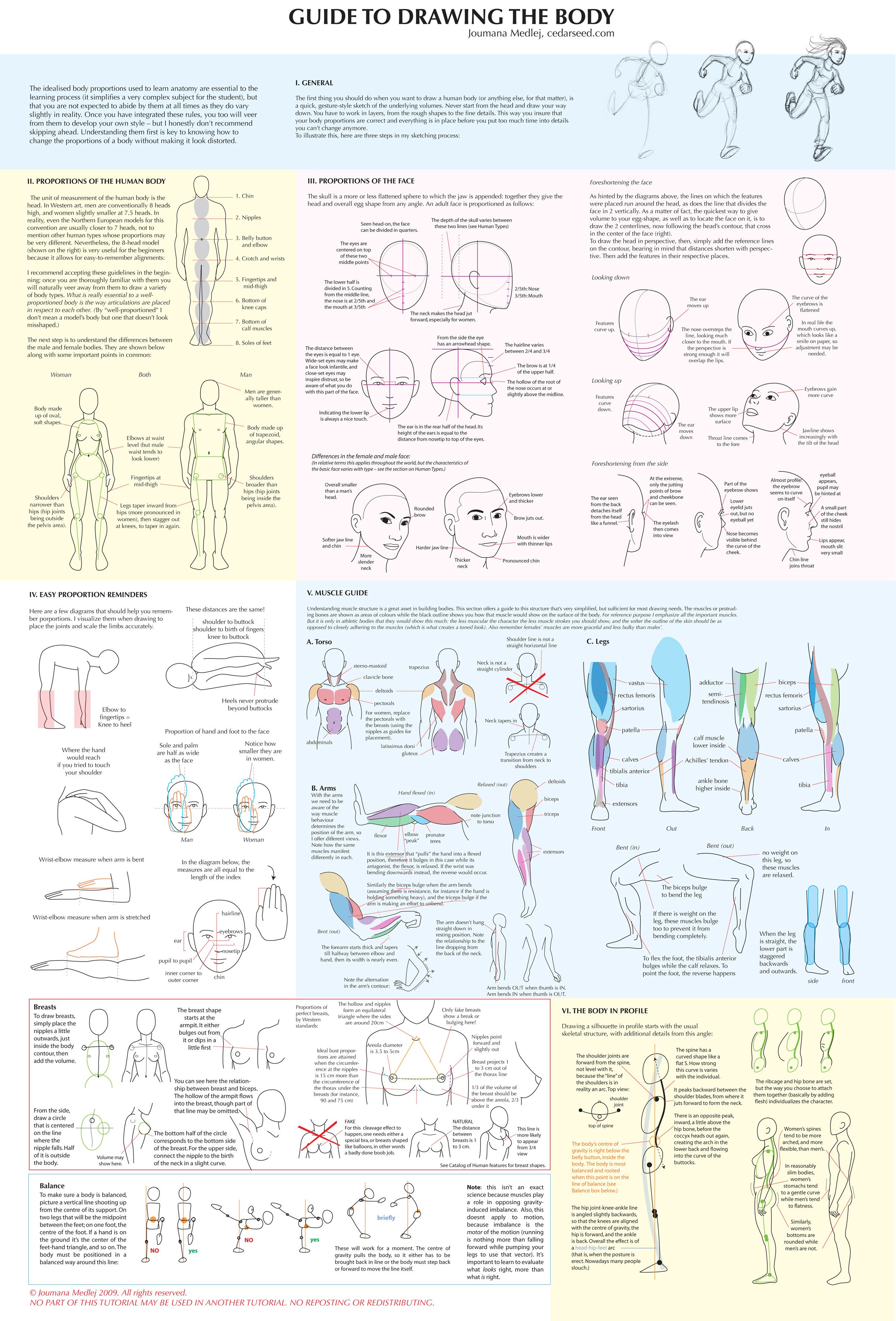 Guide to Drawing the Human Body