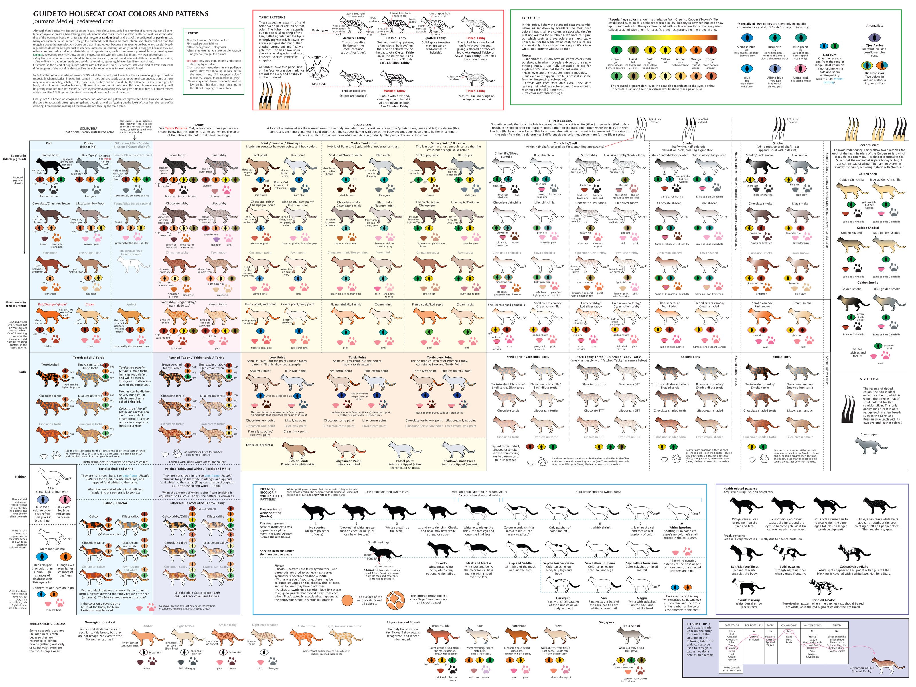 Guide to Housatonic Coat Colors and Patterns