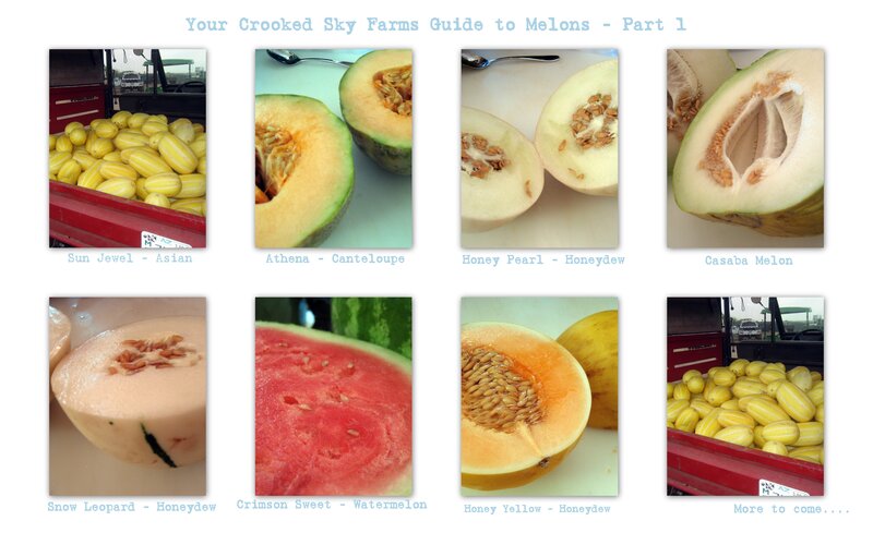 Guide to Melon Varieties