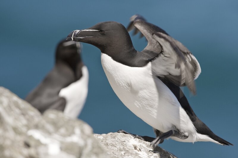 Guillemot on a rocky cliff