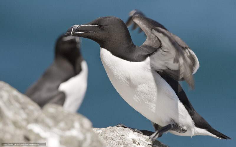 Guillemot on Rock