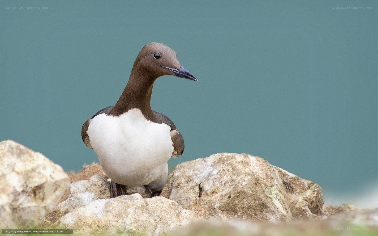 Guillemot on rocky shore