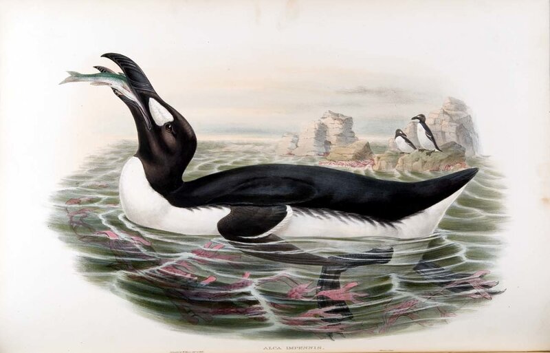 Guillemot with Fish