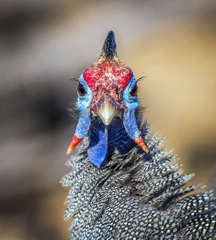 Guinea Fowl Head — Gray