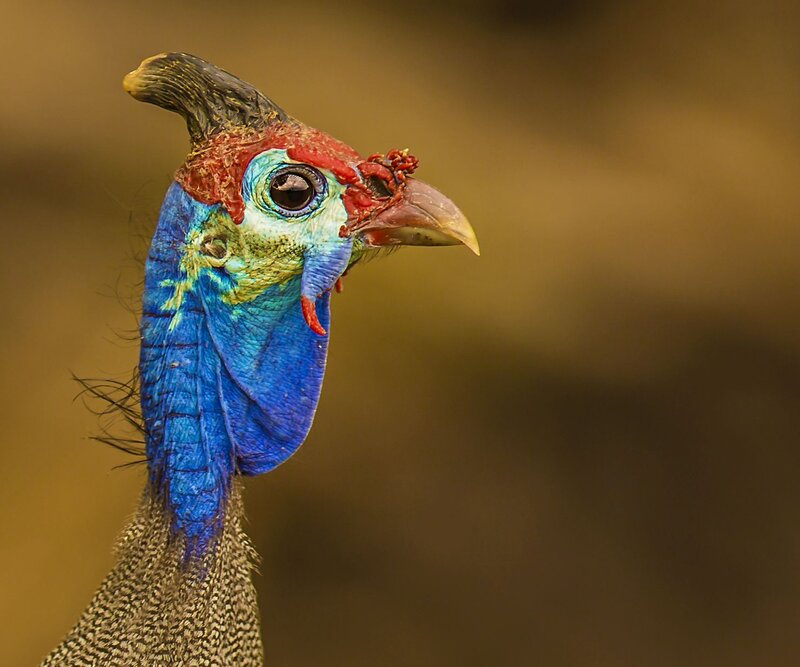 Guinea Fowl Head