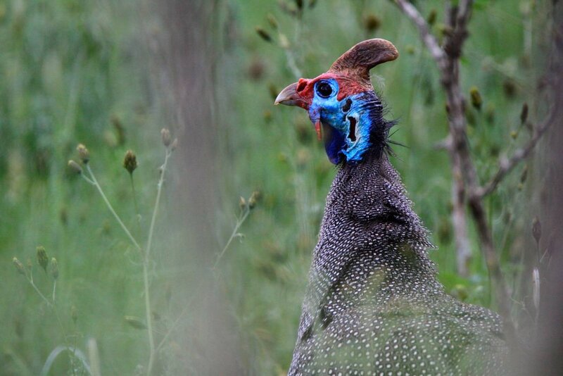 Guinea Fowl in Grass