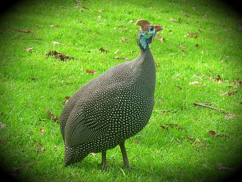 guinea fowl on grass