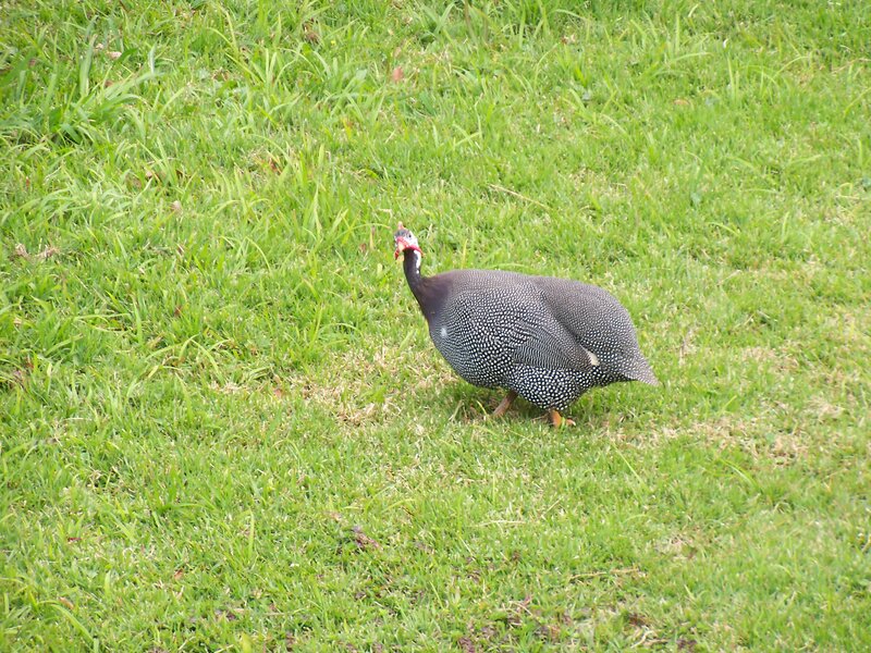 Guinea Fowl on Grass — Green