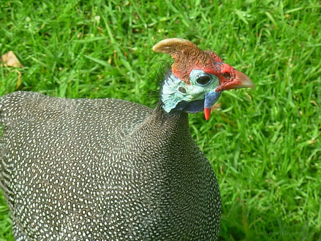 guinea fowl on grass