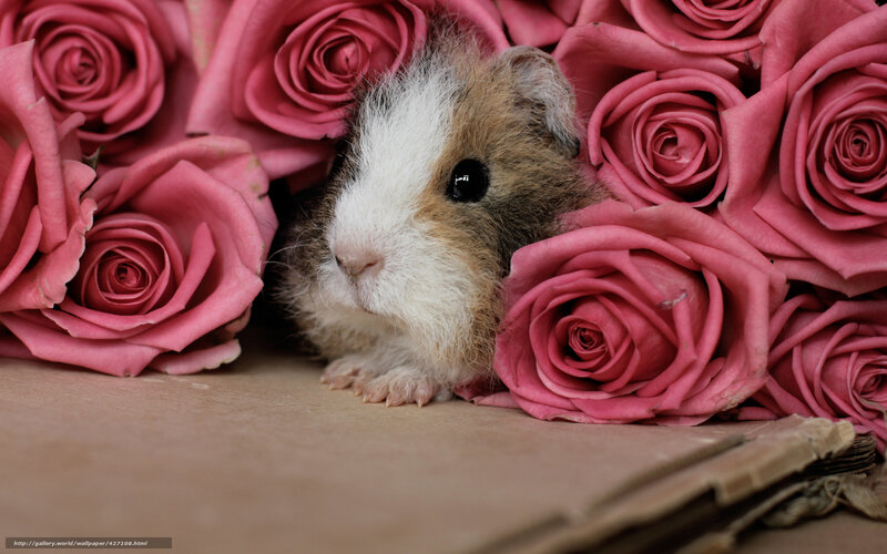guinea pig among pink roses