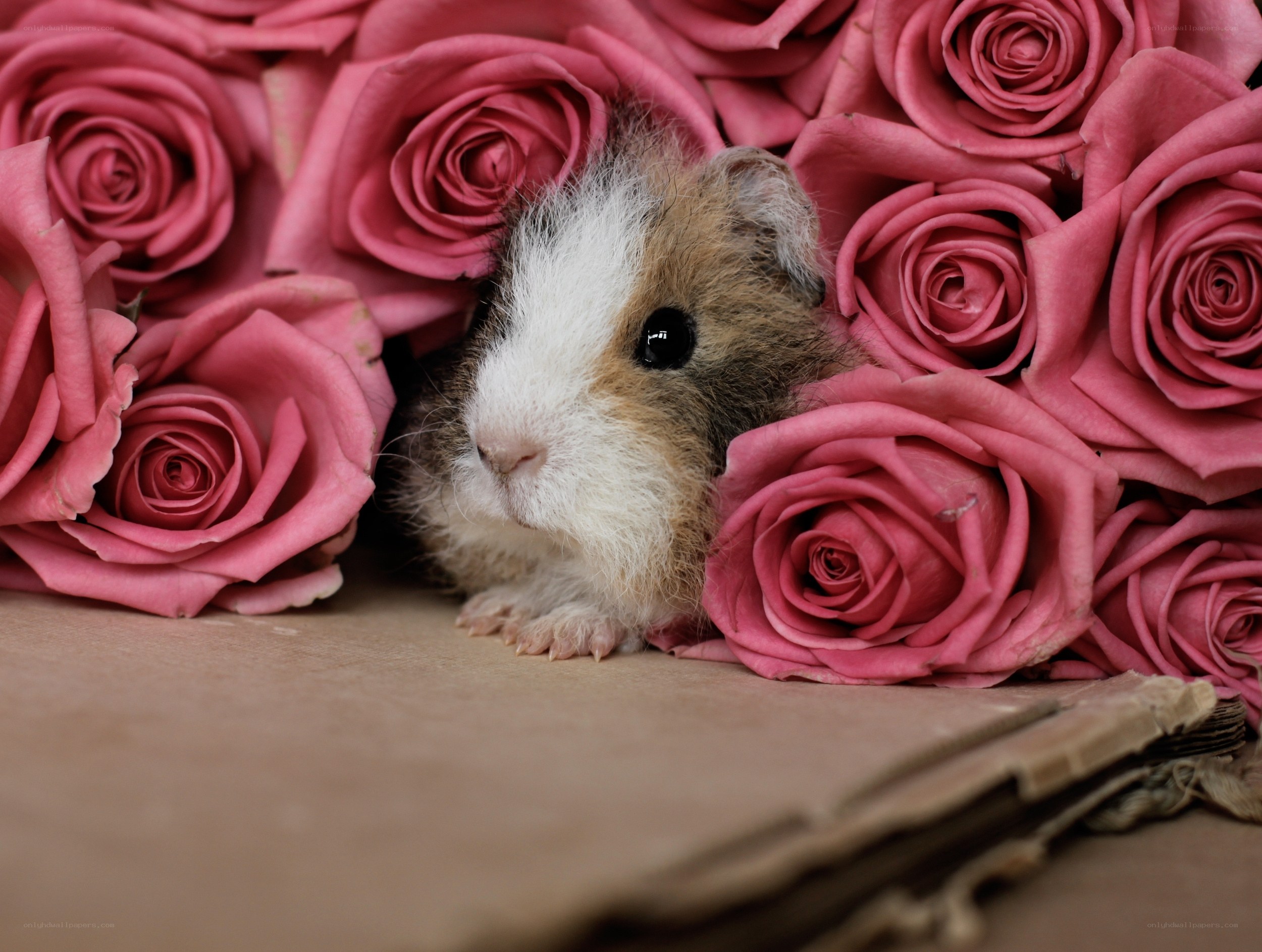 guinea pig among pink roses