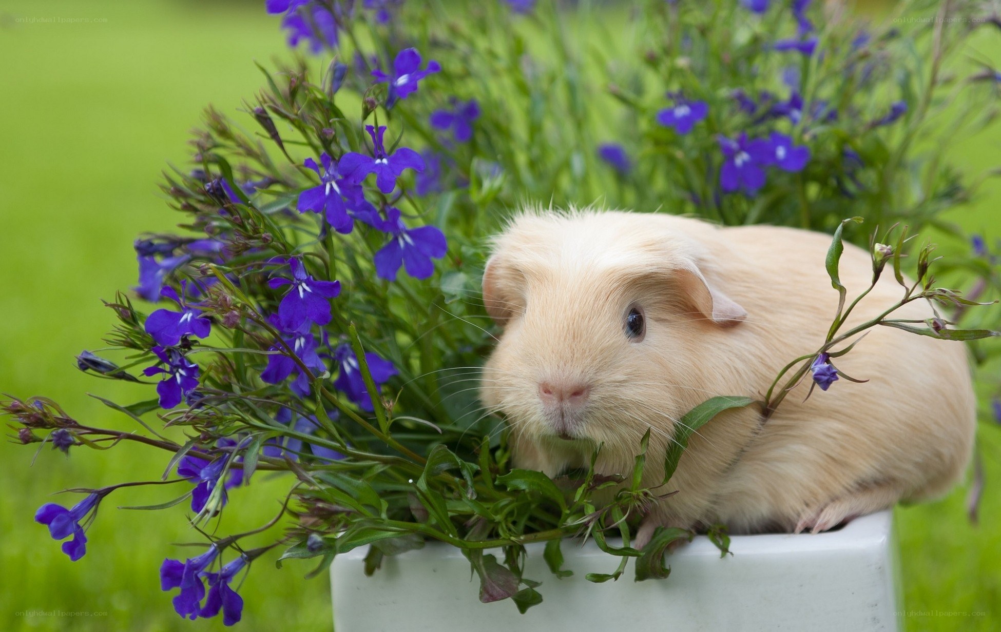 guinea pig among purple flowers