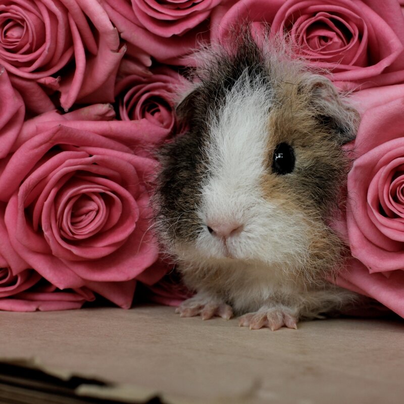 Guinea Pig Among Roses — Pink, Calm