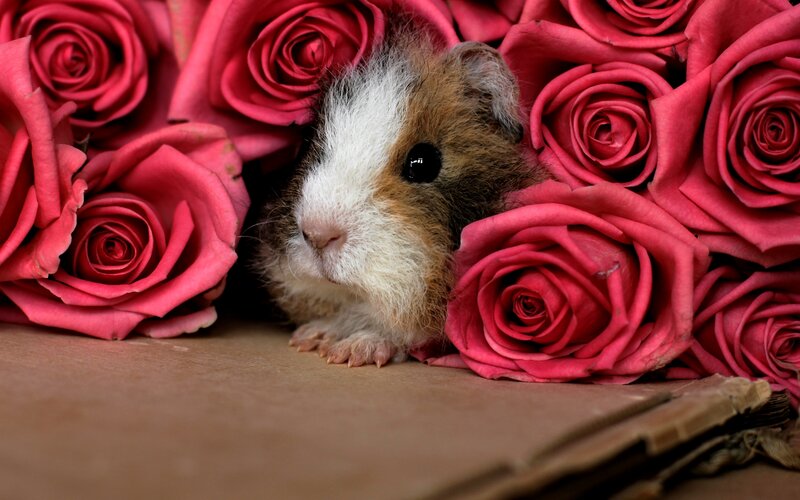Guinea Pig Among Roses