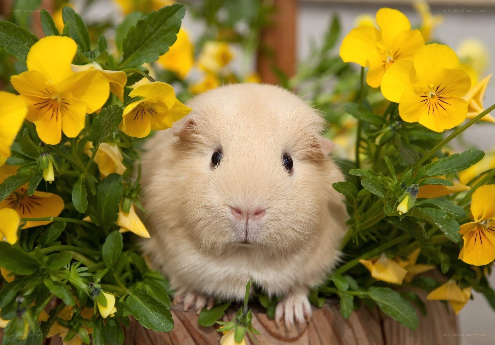 guinea pig among yellow flowers