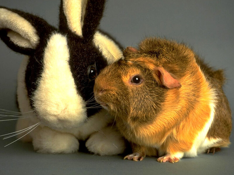 Guinea Pig and Stuffed Rabbit