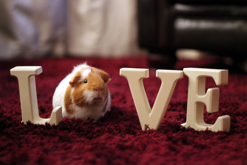 Guinea Pig Between Letters — Red