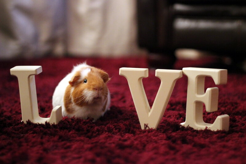 Guinea Pig Between Letters