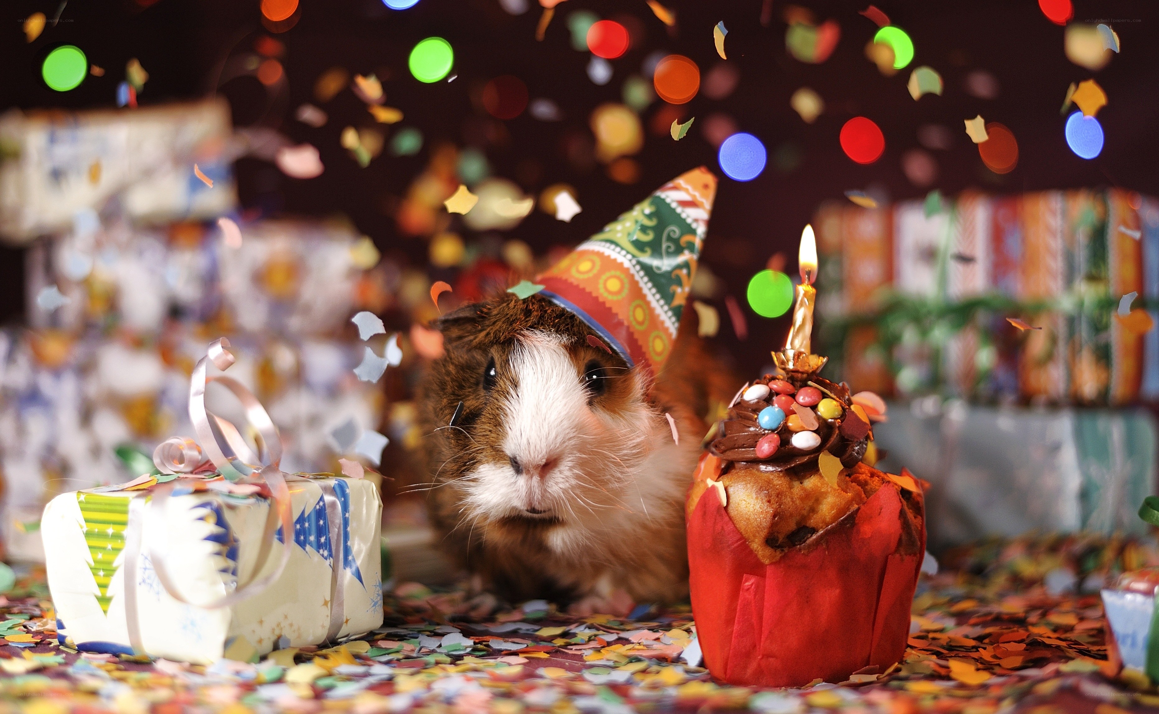 Guinea pig birthday celebration