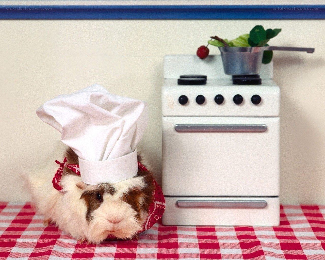 Guinea pig chef in kitchen