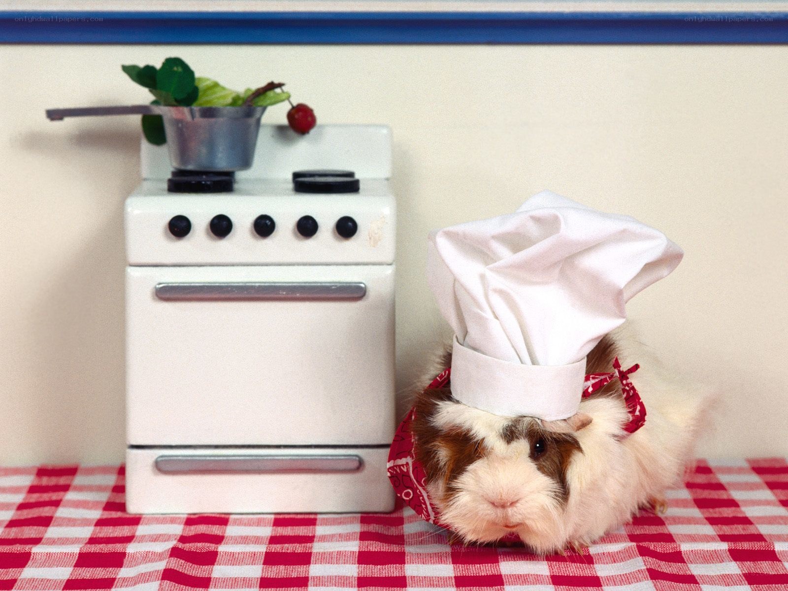 guinea pig chef in kitchen