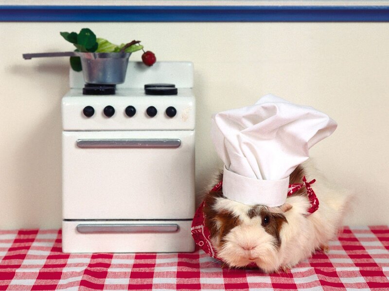 Guinea Pig Chef