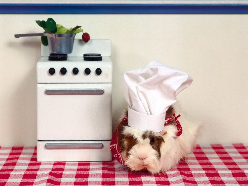 Guinea Pig Chef — White