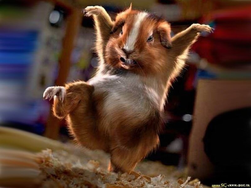 Guinea pig dancing
