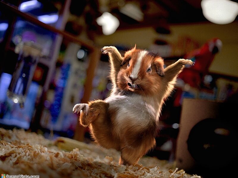 guinea pig dancing