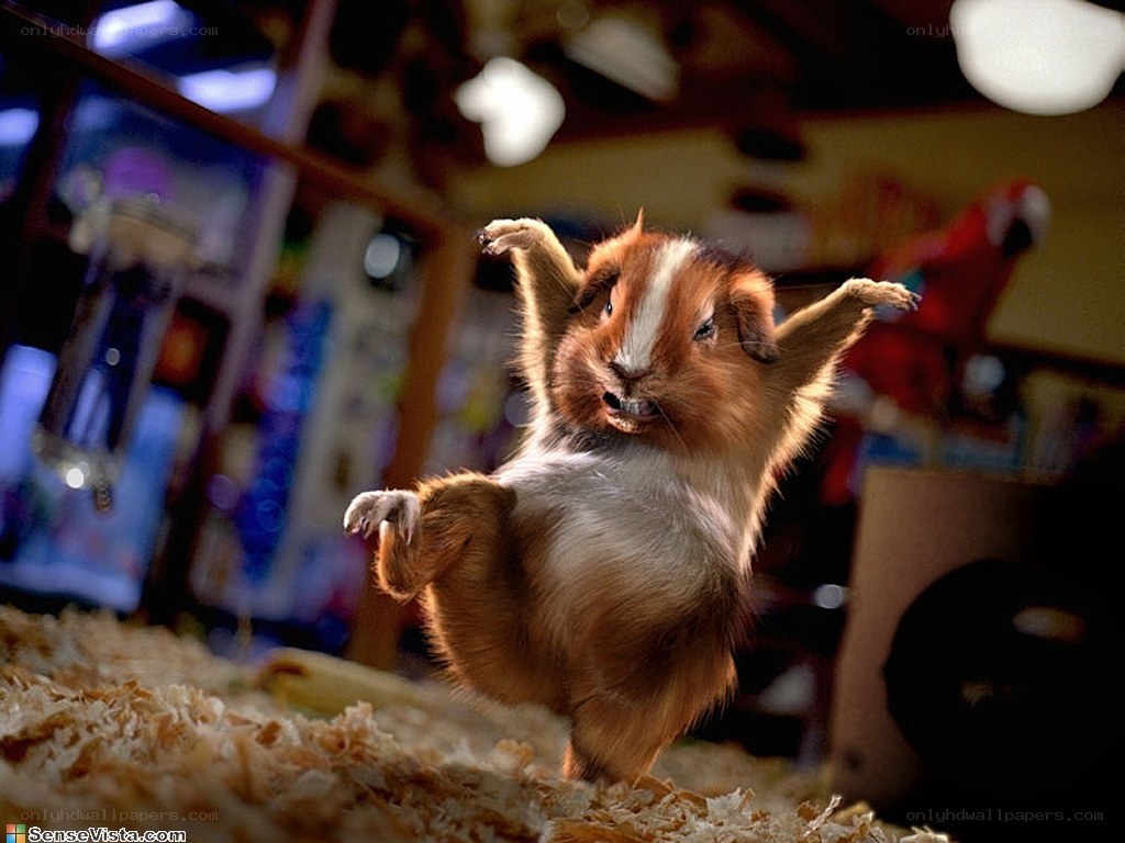 guinea pig dancing