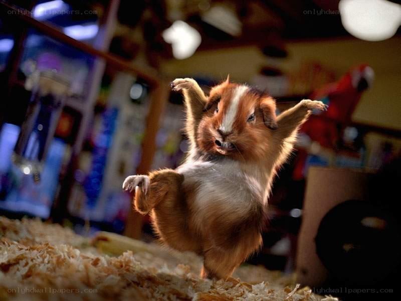 guinea pig dancing in a room