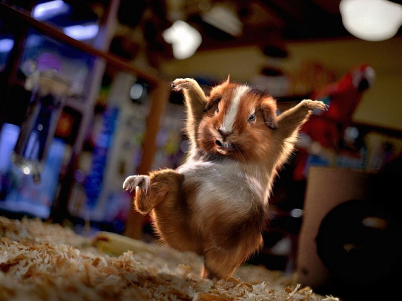 guinea pig dancing