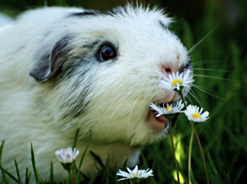 Guinea Pig Eating Daisy — White