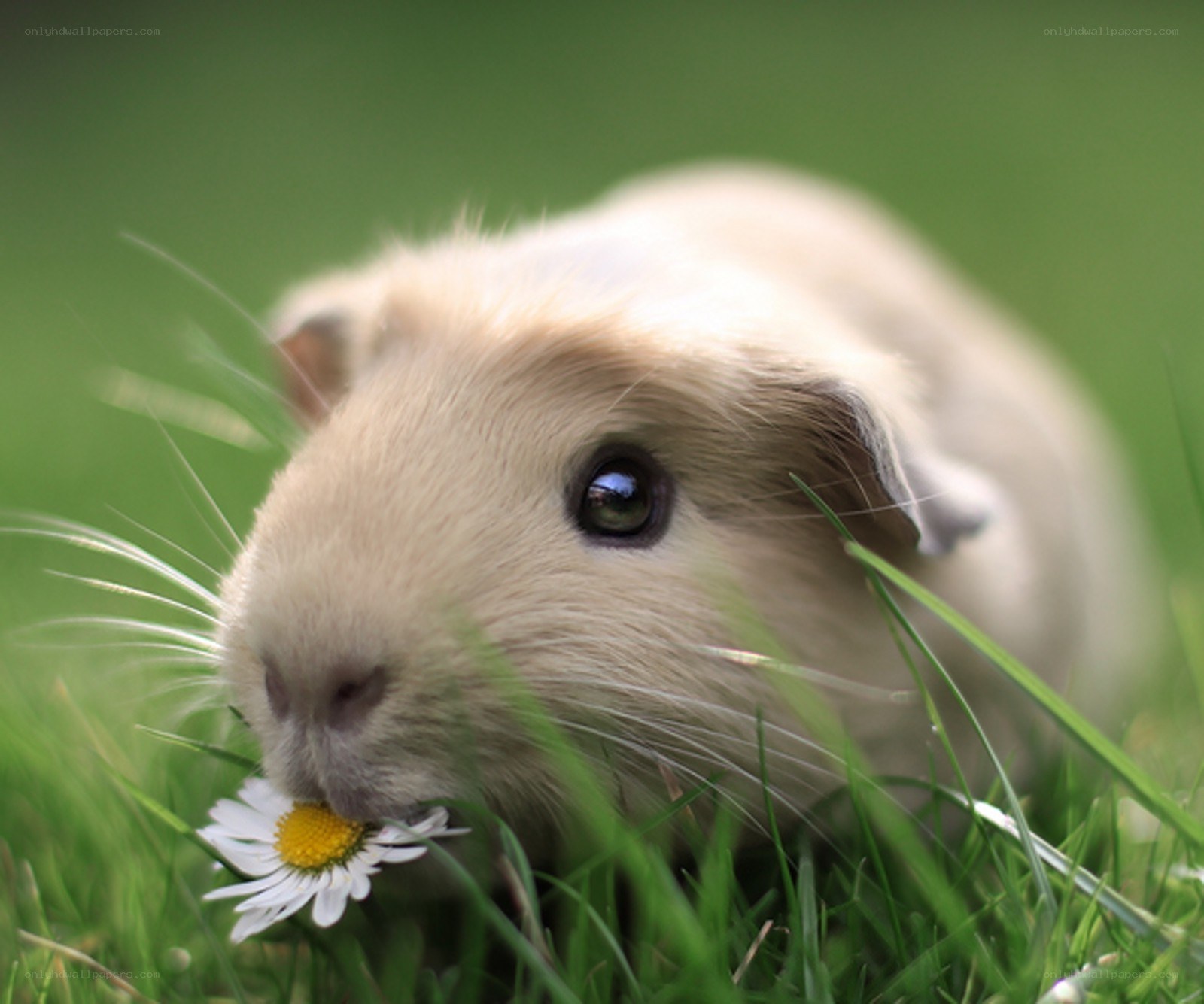 guinea pig eating daisy