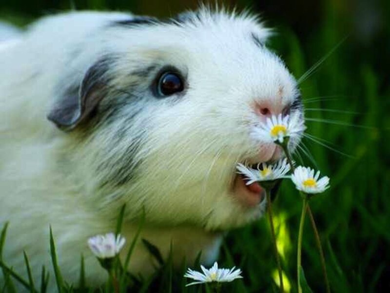 Guinea Pig Eating Flower