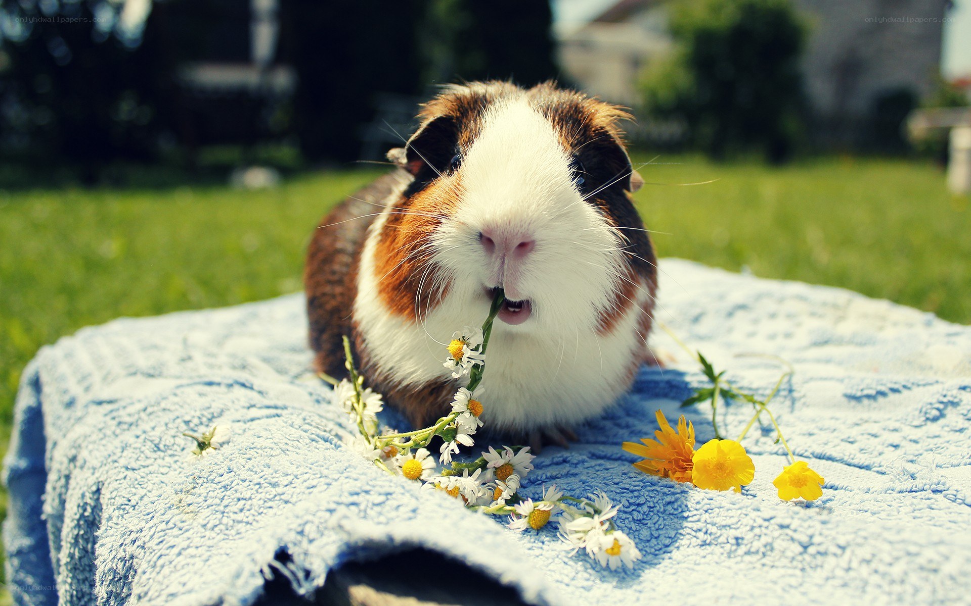 Guinea pig eating flowers