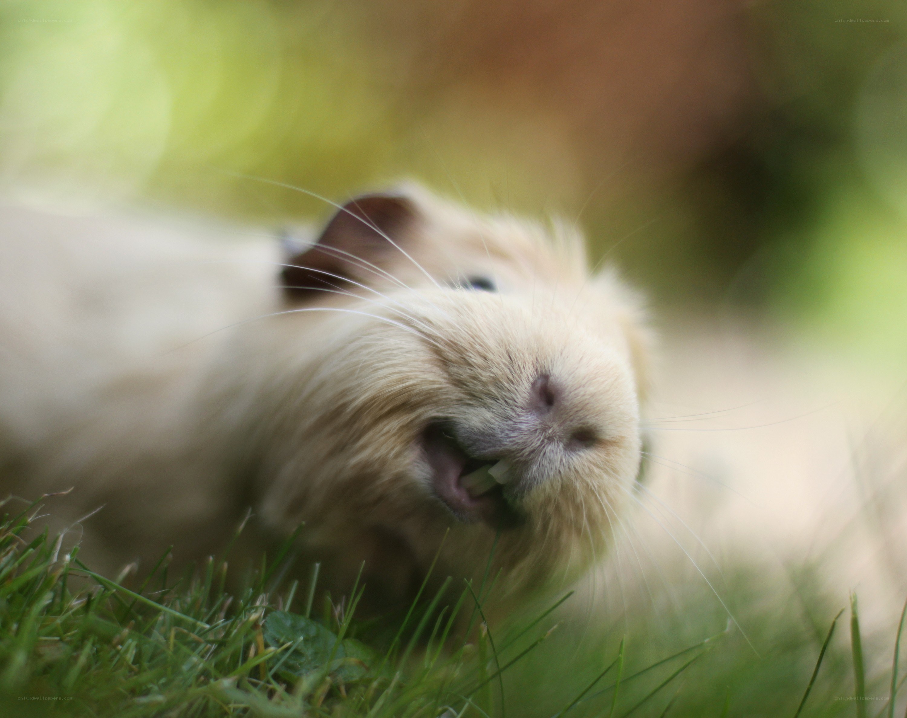 guinea pig eating grass