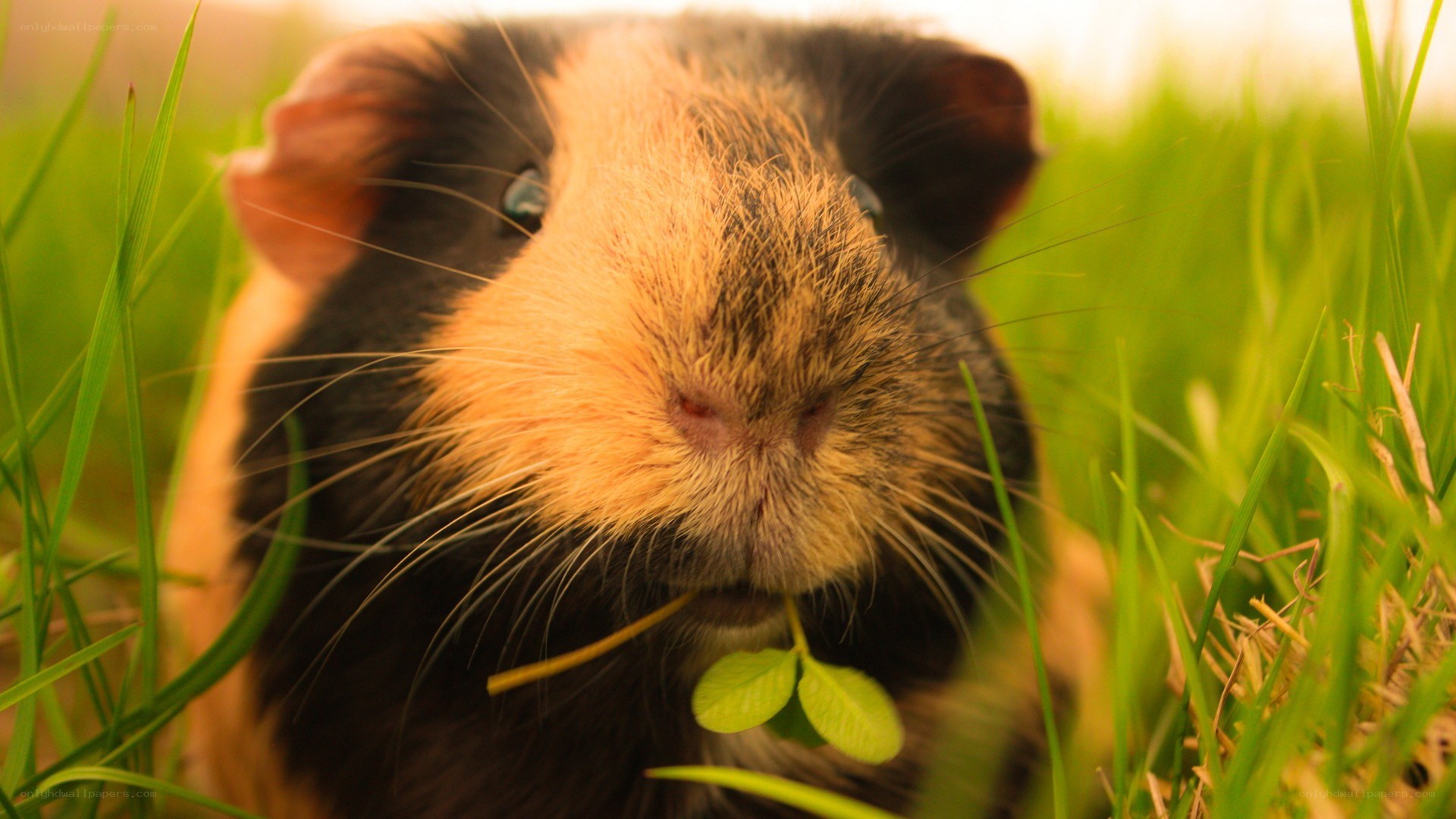 guinea pig eating grass
